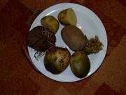 Pokusy a pozorování